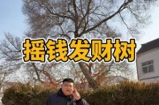 摇钱树掉落几率计算方法是什么？