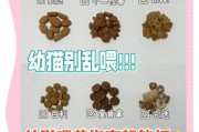 魔域废猫喂猫怎么喂？正确的喂养方法是什么？