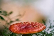 泰拉瑞亚中的蘑菇矛（探索泰拉瑞亚世界的神奇武器）