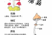 缺氧蘑菇的种植指南（探索神秘的蘑菇种植世界）