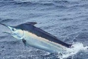 《泰拉瑞亚剑鱼属性解析——探索剑鱼ID、技能及战斗表现》（了解泰拉瑞亚剑鱼的独特能力和魅力）