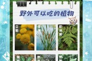 绝地求生中小小植物的应对策略是什么？