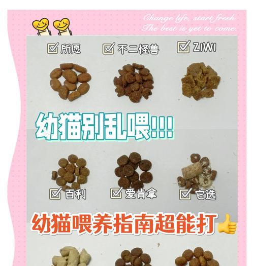 魔域废猫喂猫怎么喂？正确的喂养方法是什么？