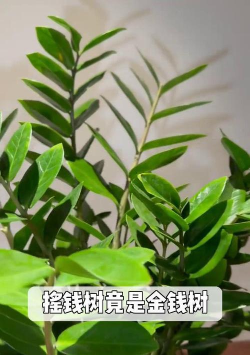 摇钱树掉落几率计算方法是什么？