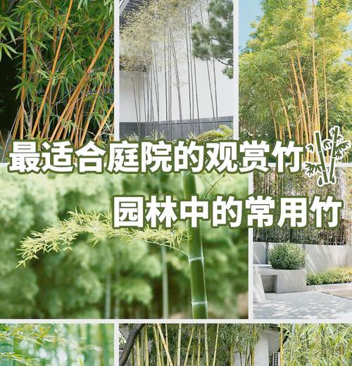 我的世界中竹子如何种植？种植竹子的技巧有哪些？